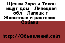 Щенки Зара и Тихон ищут дом - Липецкая обл., Липецк г. Животные и растения » Собаки   
